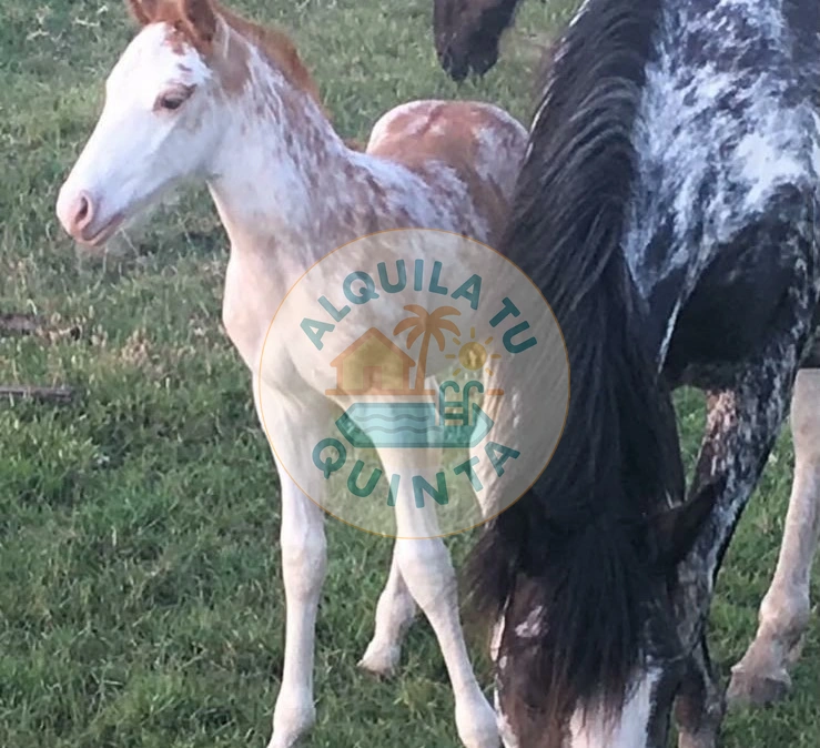 Fauna autóctona y caballos - Estancia N.º 15 — Lobos