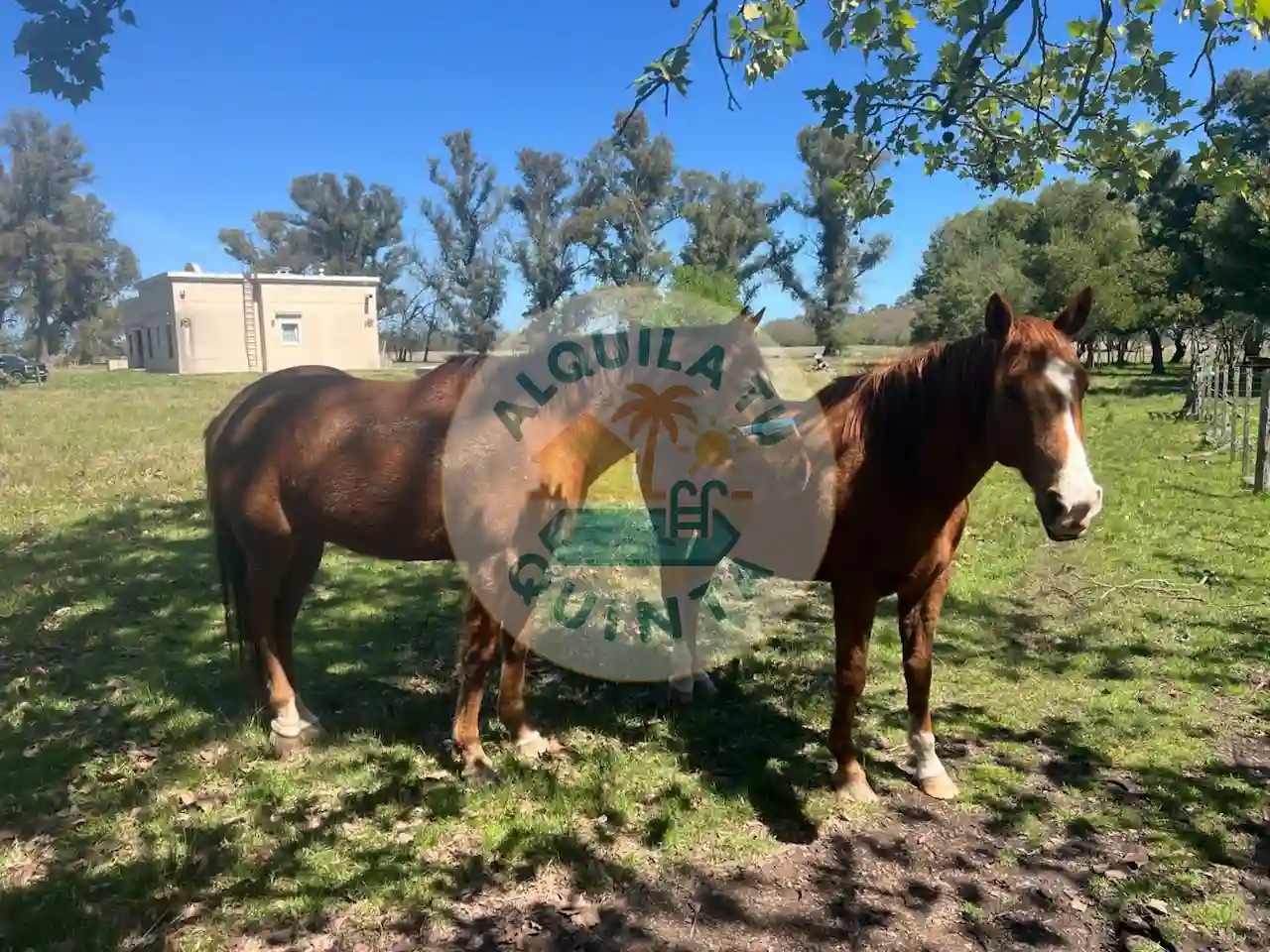 Fauna autóctona y caballos - Estancia N.º 15 — Lobos